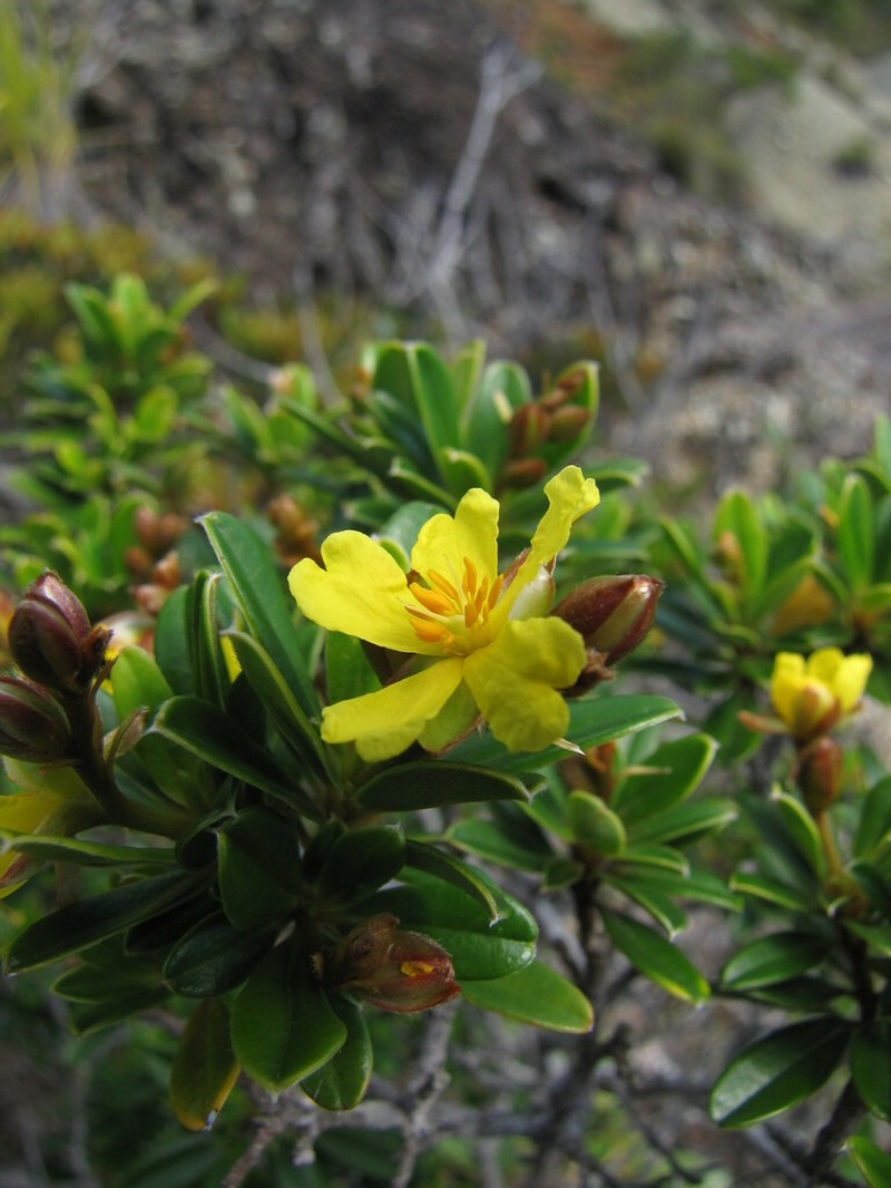 Hibbertia altigena photo 8