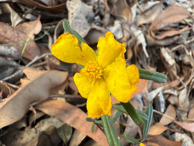 Hibbertia ambita