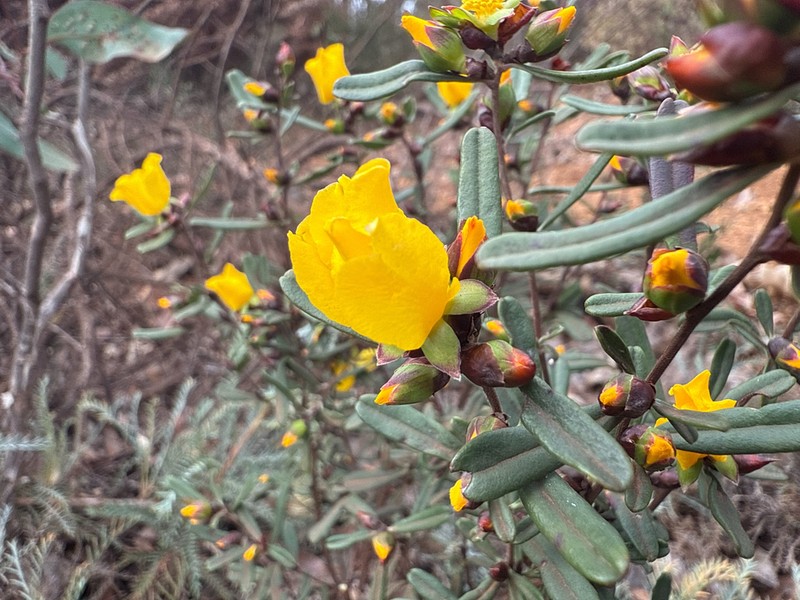 Hibbertia ambita photo 2