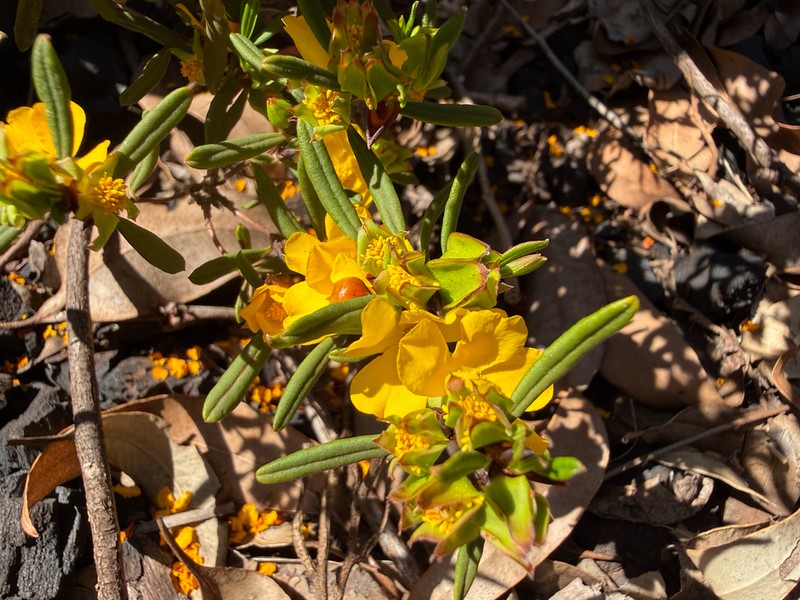 Hibbertia ambita photo 3