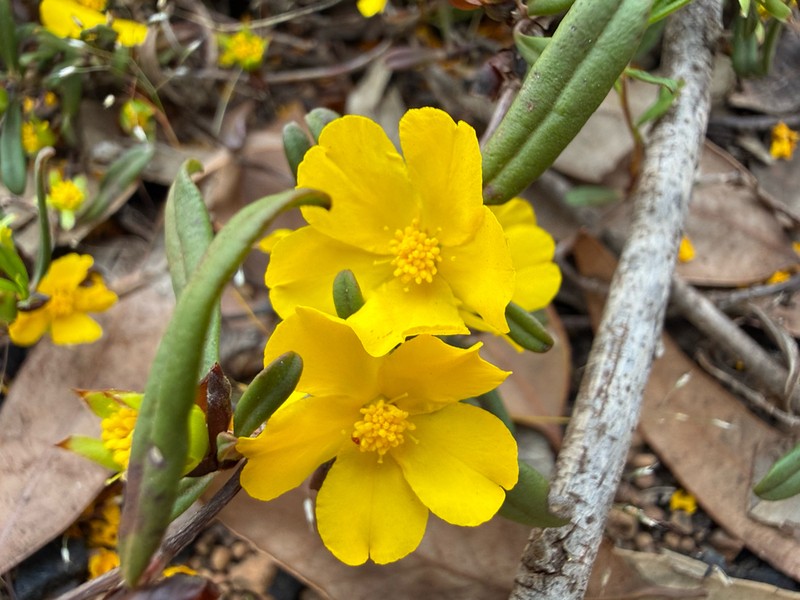 Hibbertia ambita photo 4