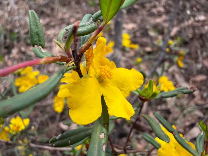 Hibbertia ambita photo 5