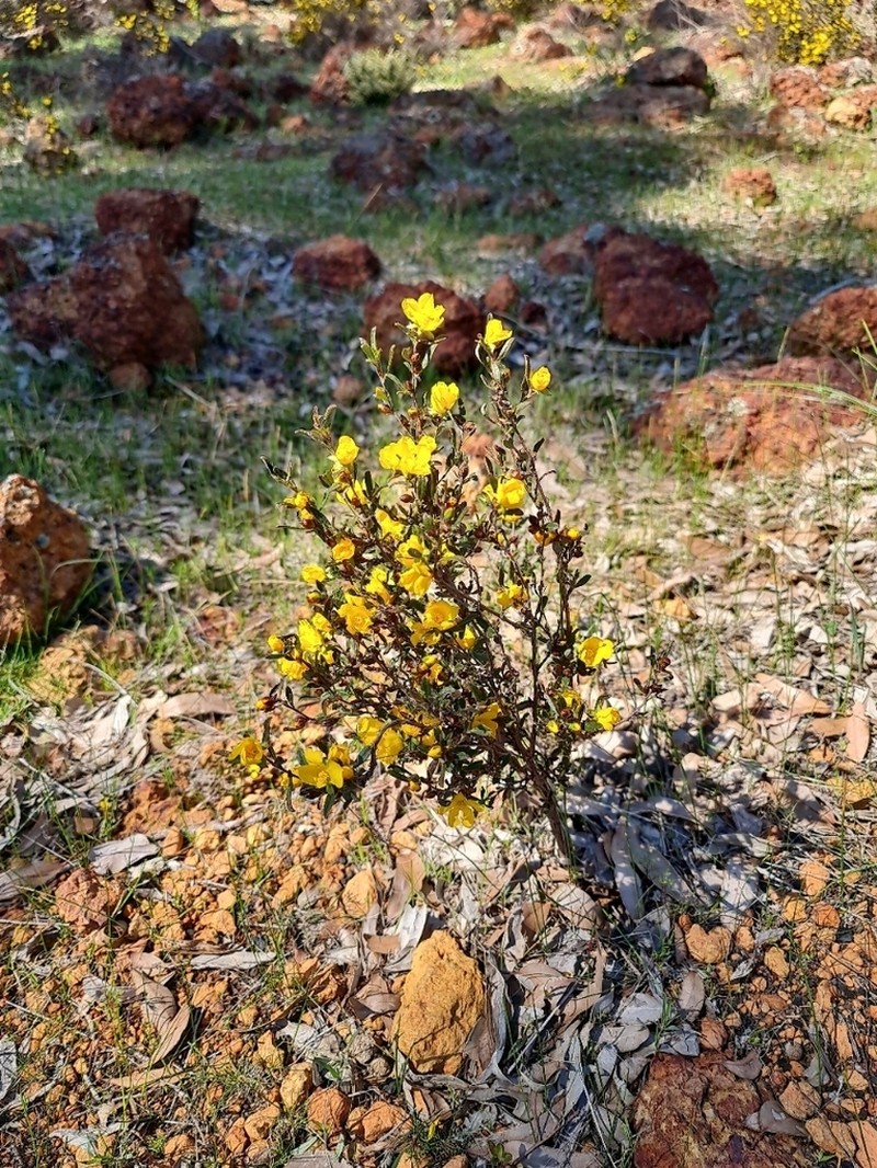Hibbertia ambita photo 6