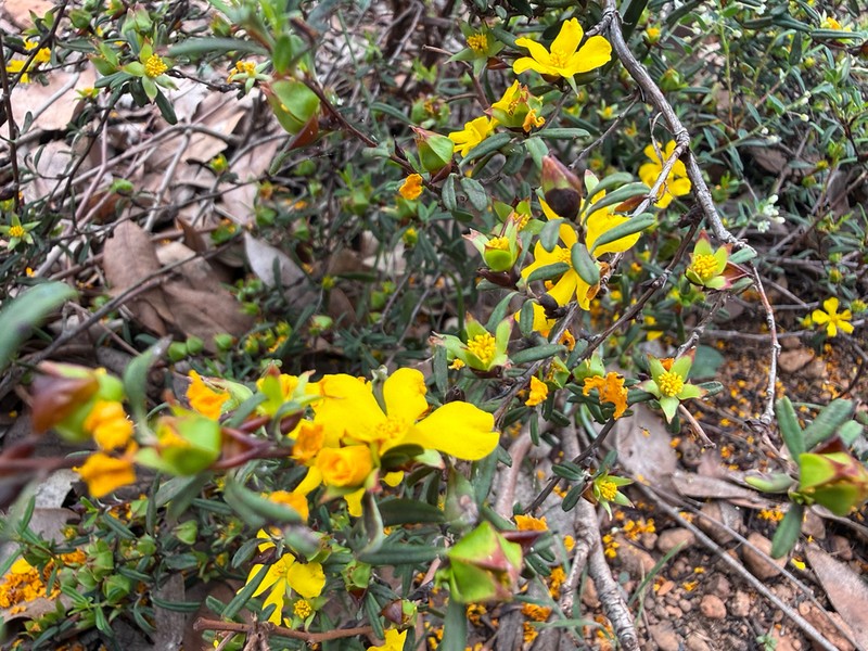 Hibbertia ambita photo 7