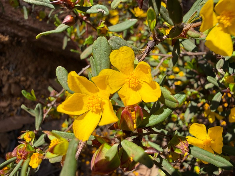 Hibbertia ambita photo 8