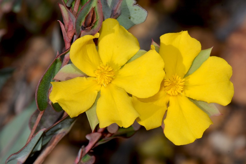 Hibbertia amplexicaulis