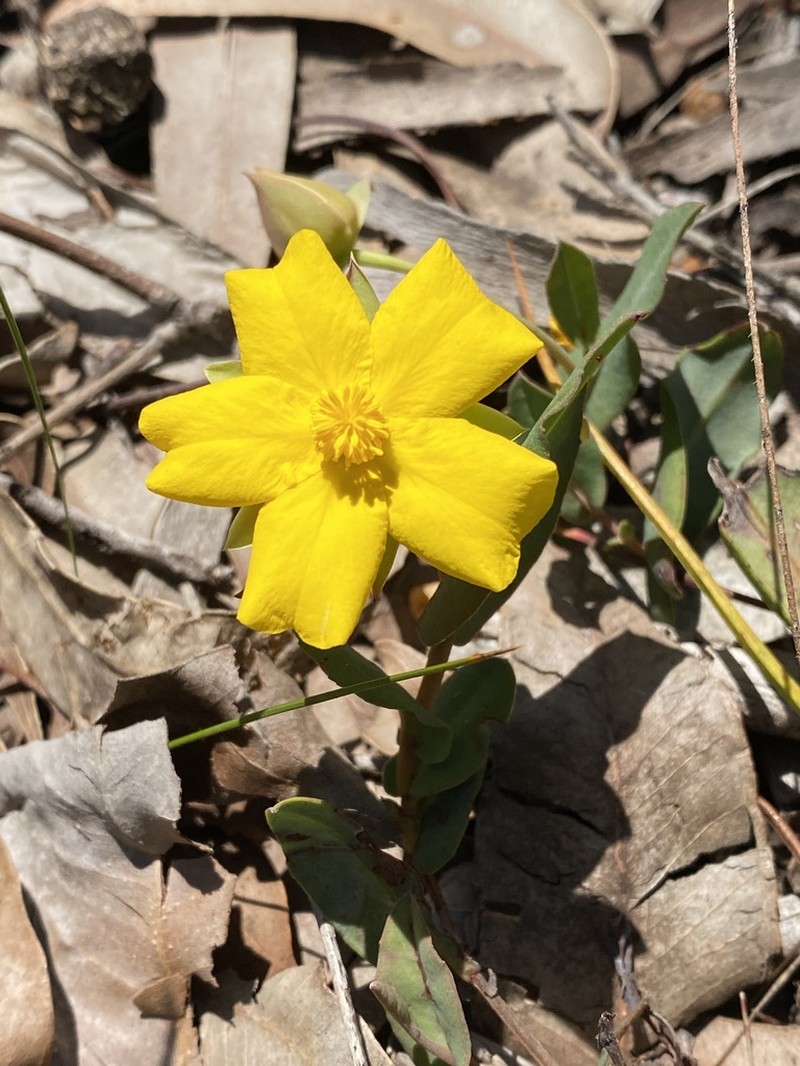 Hibbertia amplexicaulis photo 2