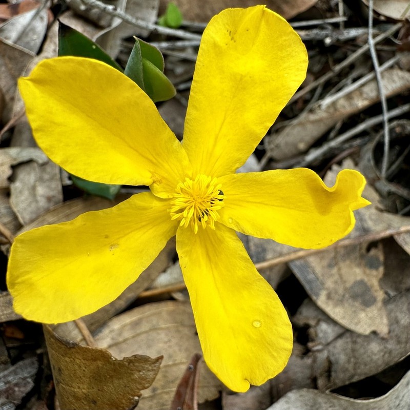 Hibbertia amplexicaulis photo 3