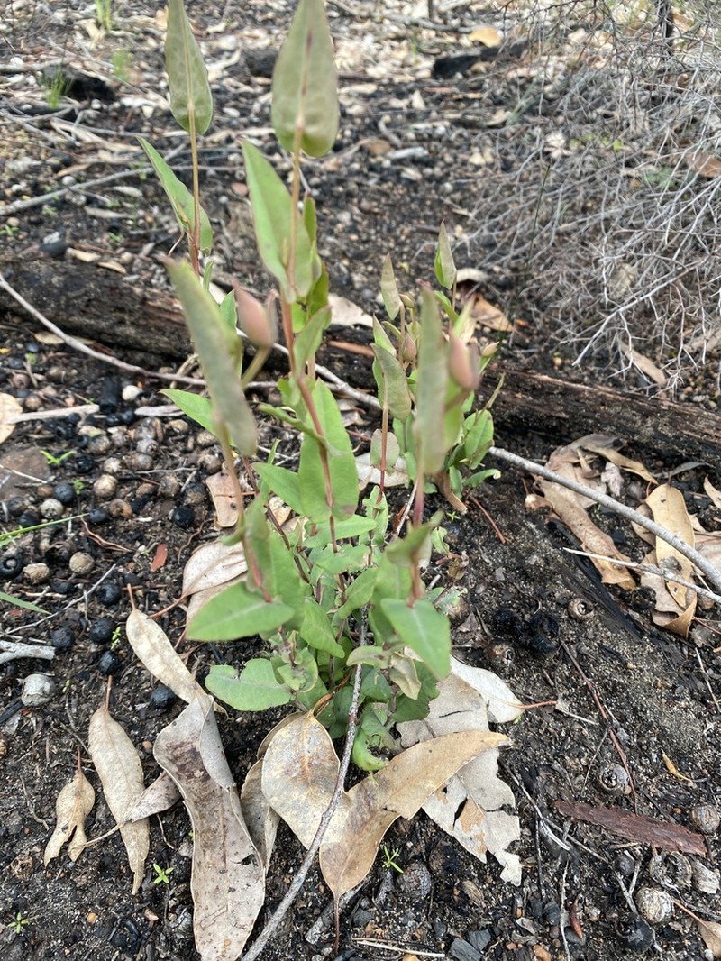 Hibbertia amplexicaulis photo 4