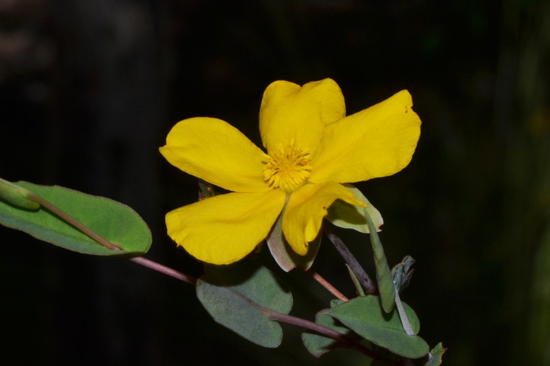 Hibbertia amplexicaulis photo 5