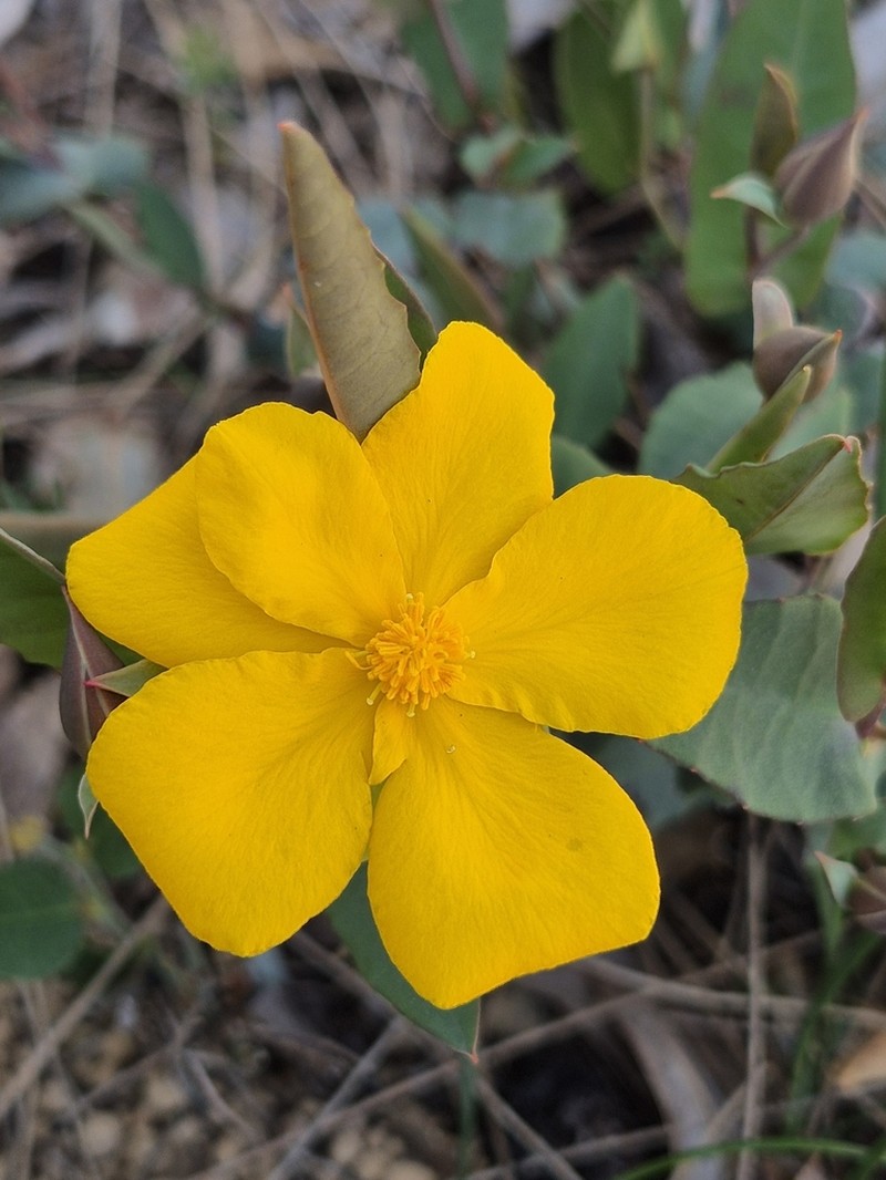 Hibbertia amplexicaulis photo 6