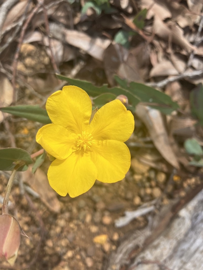 Hibbertia amplexicaulis photo 7