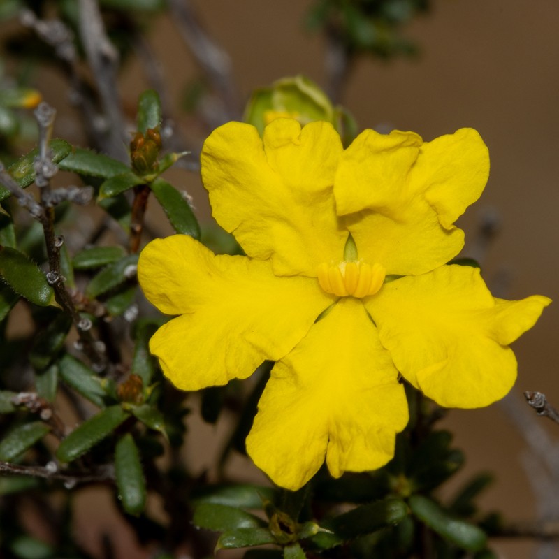 Hibbertia ancistrophylla photo 2