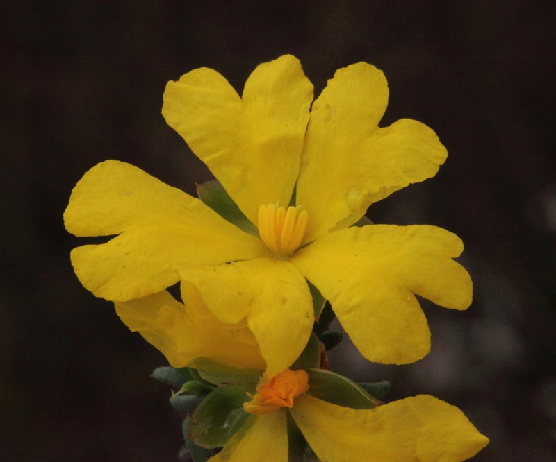 Hibbertia ancistrophylla photo 3