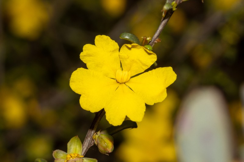 Hibbertia ancistrophylla photo 4