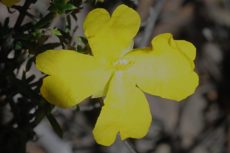 Hibbertia ancistrophylla photo 5