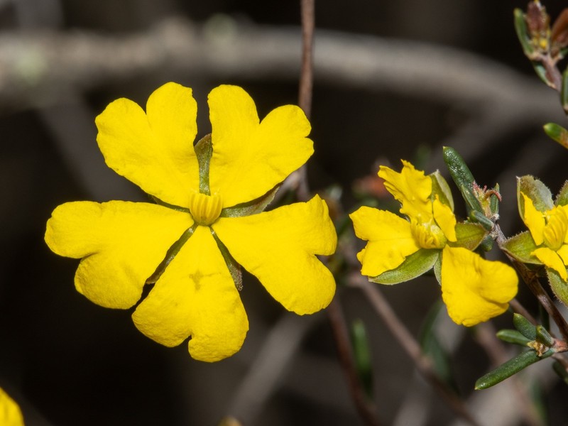 Hibbertia ancistrotricha