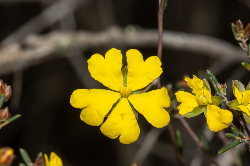 Hibbertia ancistrotricha photo 3