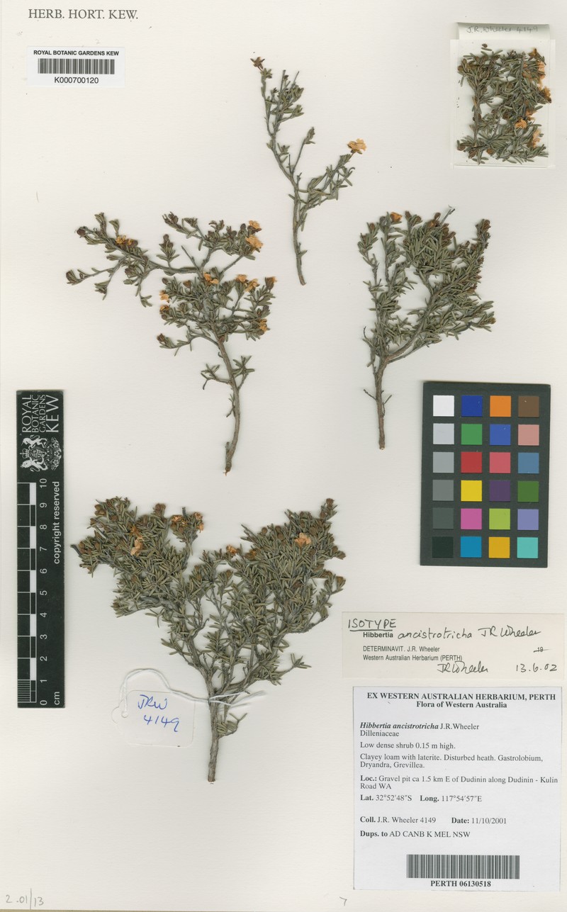 Hibbertia ancistrotricha photo 4