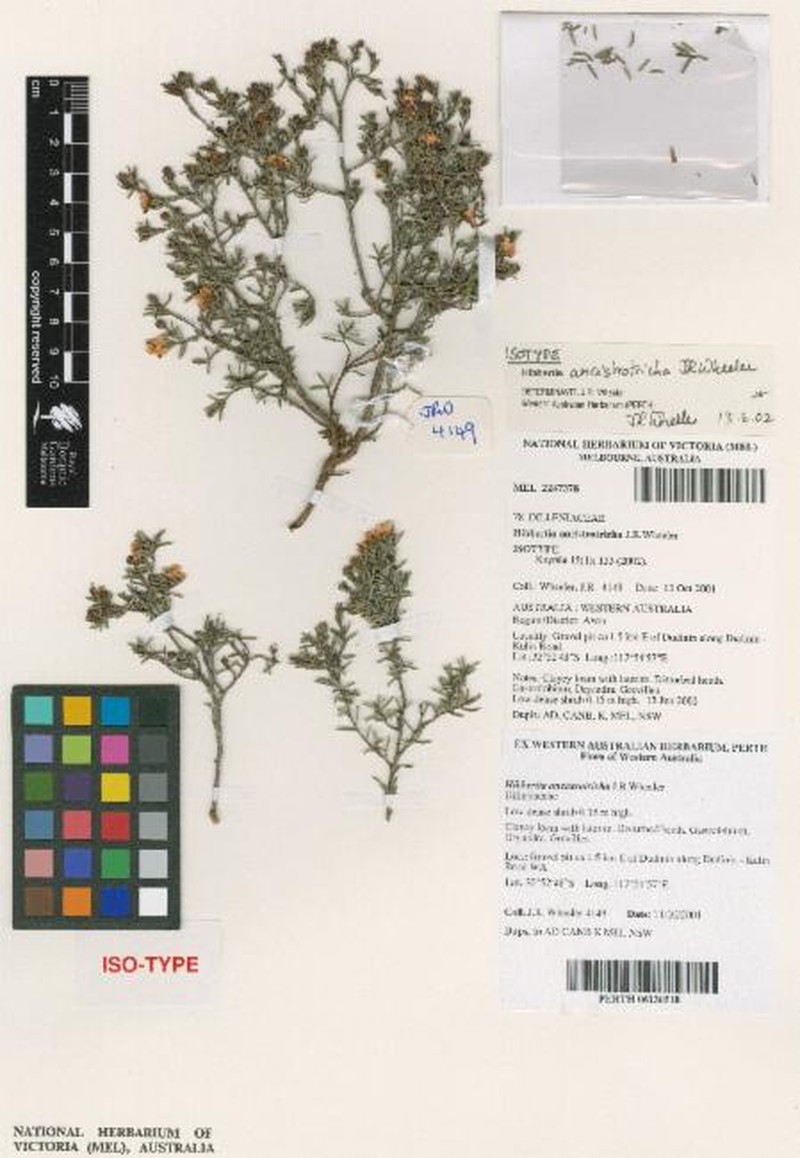Hibbertia ancistrotricha photo 5