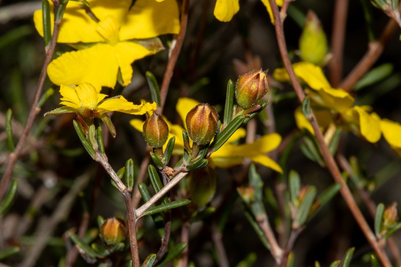 Hibbertia ancistrotricha photo 6