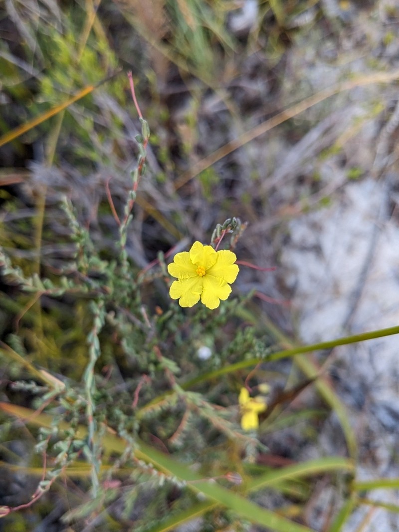 Hibbertia andrewsiana photo 2