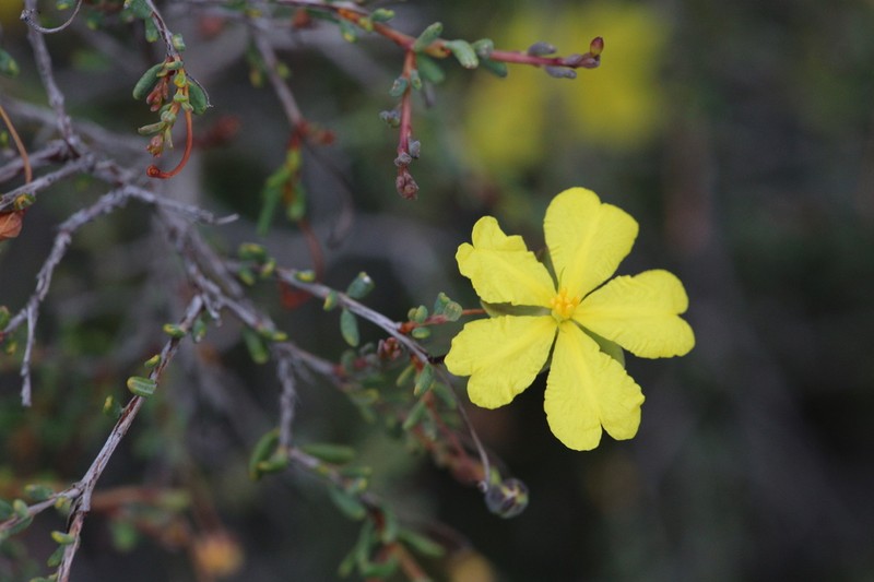 Hibbertia andrewsiana photo 3