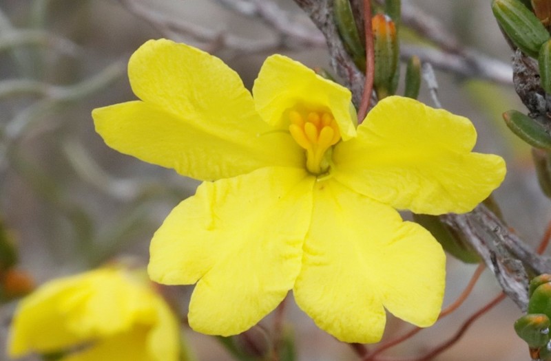 Hibbertia andrewsiana photo 4