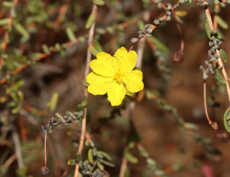Hibbertia andrewsiana photo 5