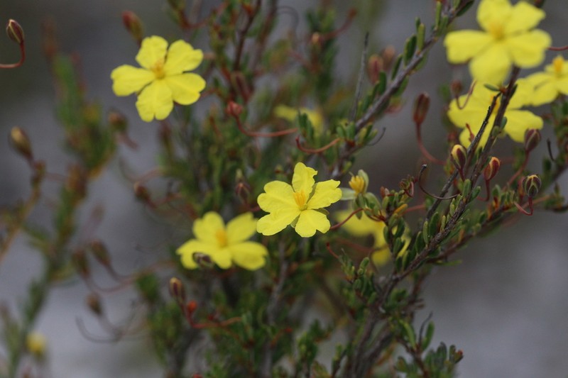 Hibbertia andrewsiana photo 6