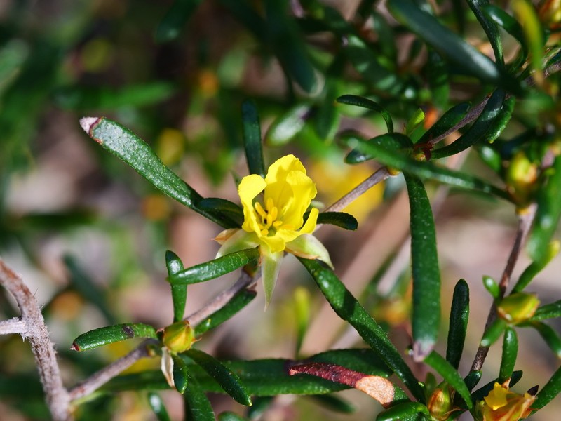 Hibbertia aplacophylla