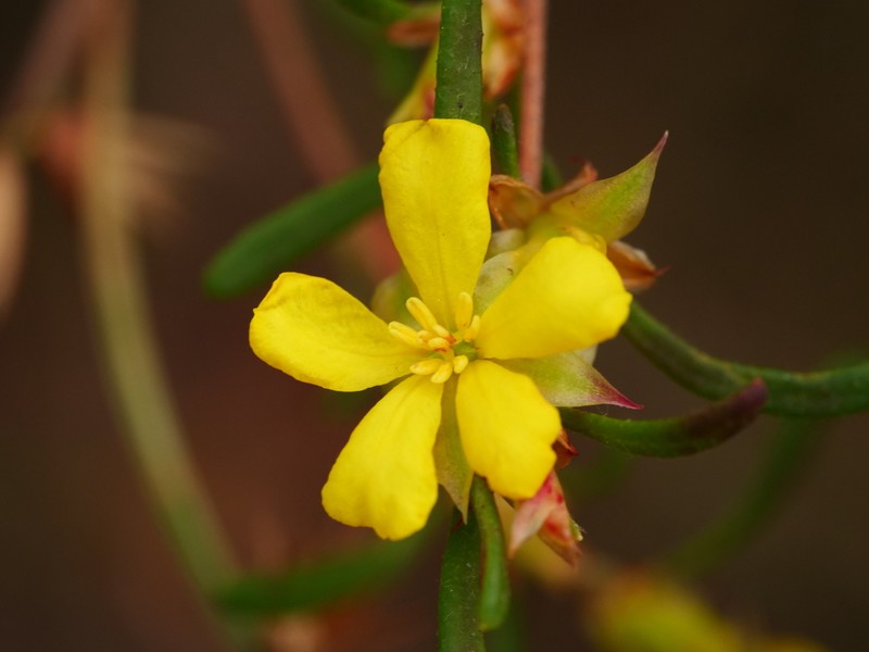 Hibbertia aplacophylla photo 2