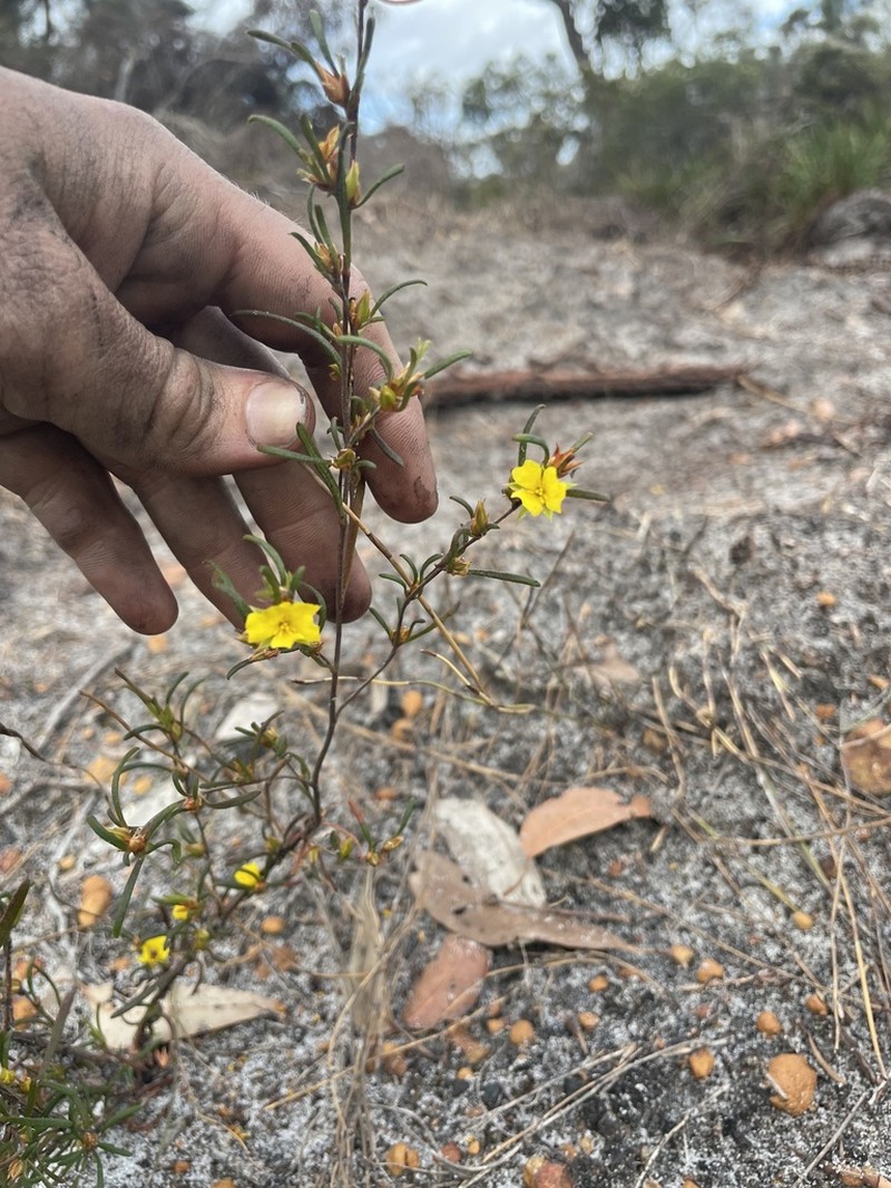 Hibbertia aplacophylla photo 3