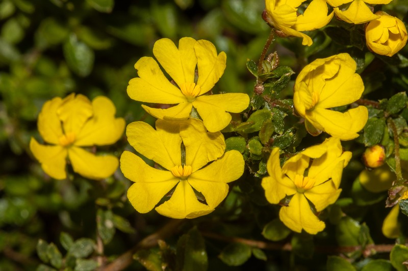 Hibbertia appressa