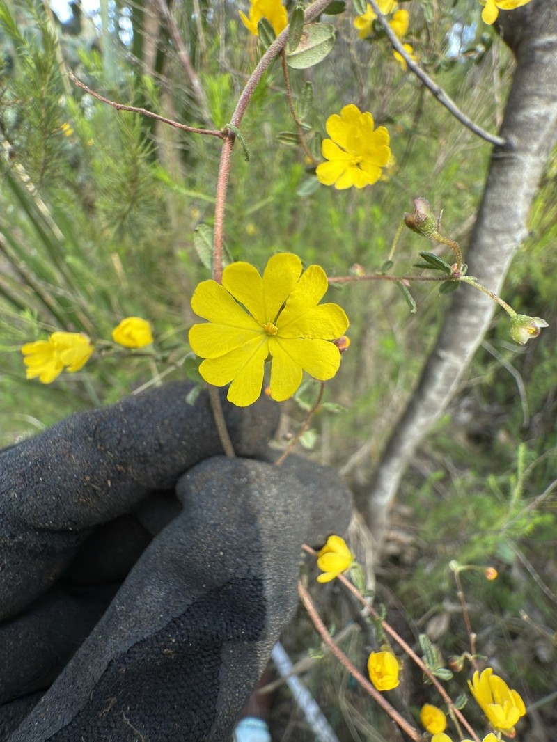 Hibbertia appressa photo 2