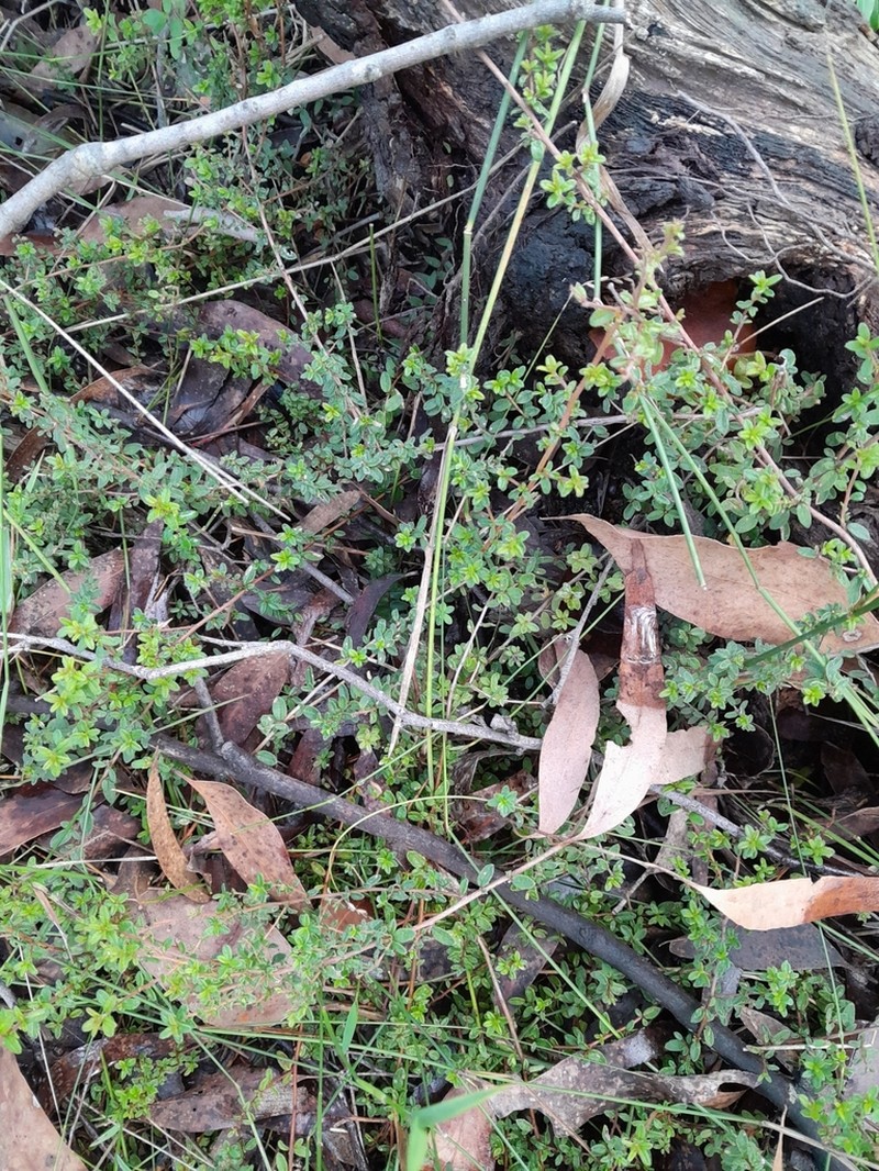 Hibbertia appressa photo 3