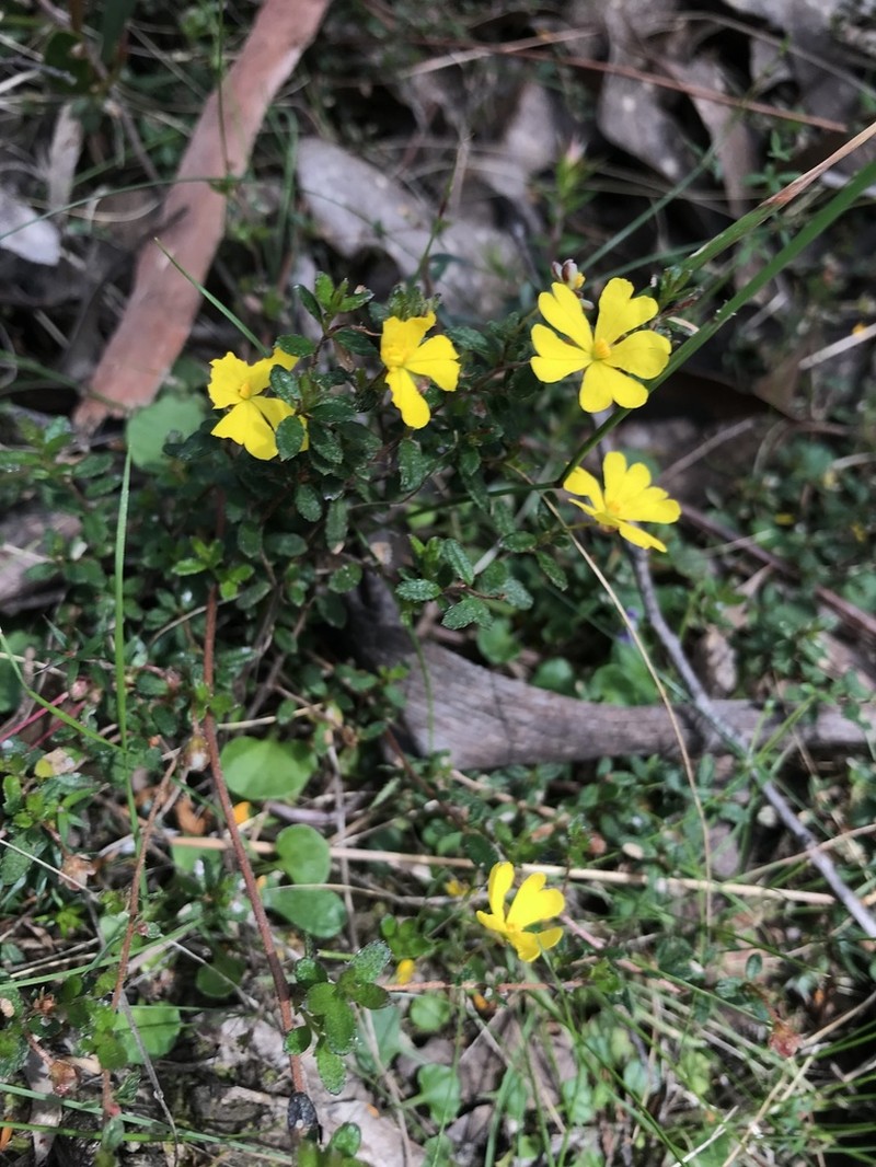 Hibbertia appressa photo 4