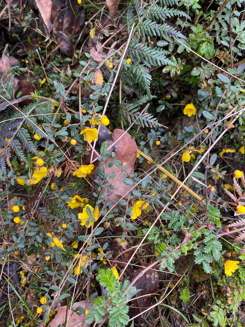 Hibbertia appressa photo 5