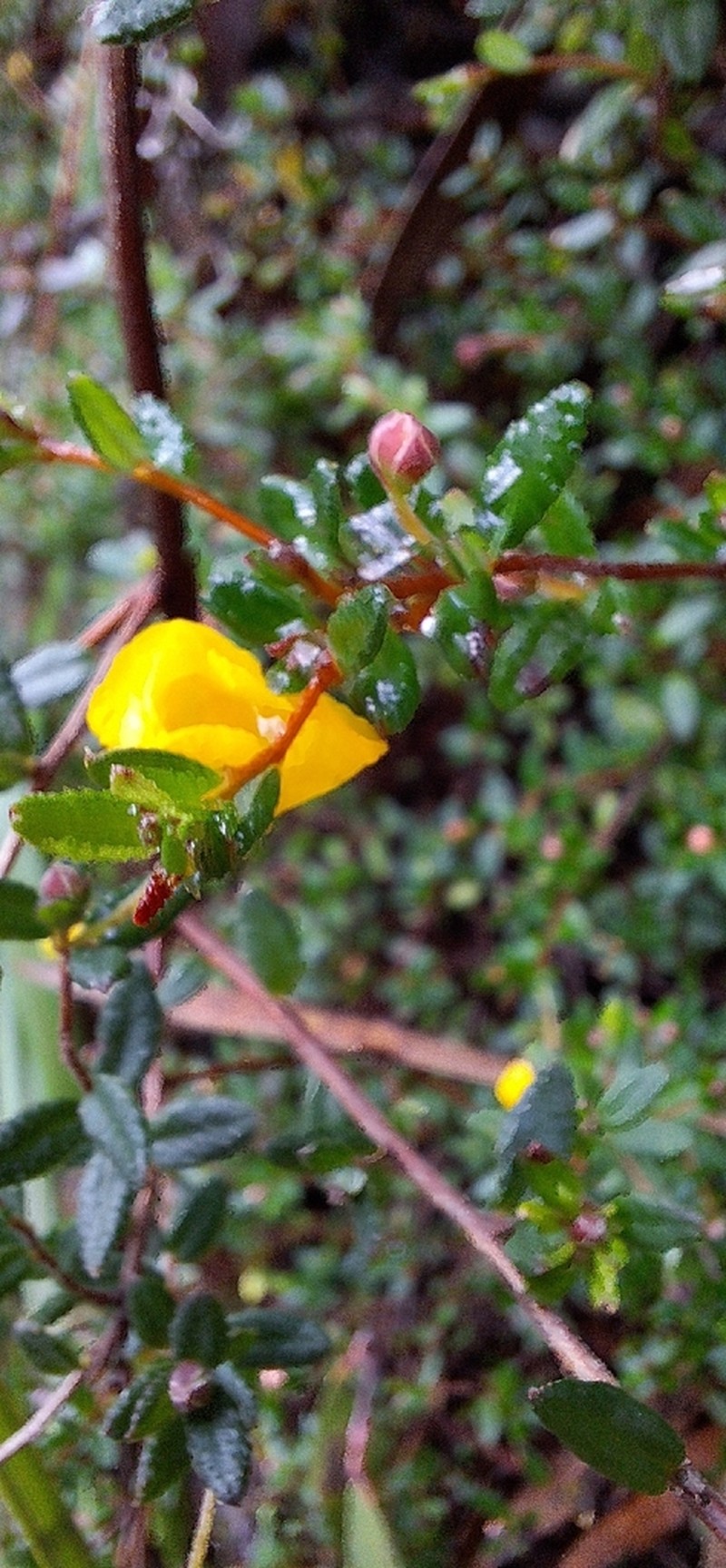 Hibbertia appressa photo 6