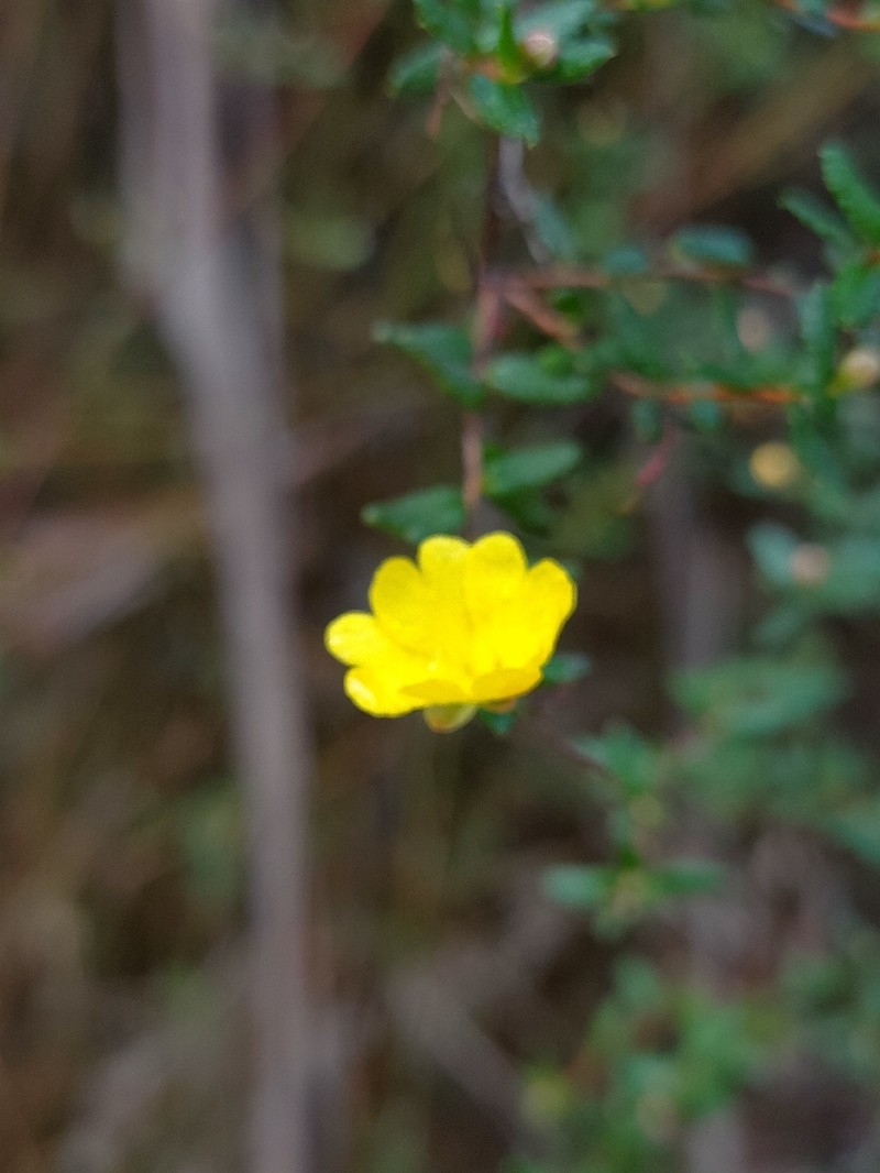 Hibbertia appressa photo 7
