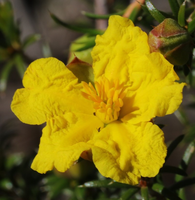Hibbertia arcuata