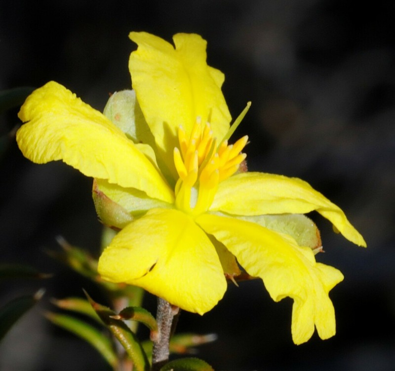 Hibbertia arcuata photo 2