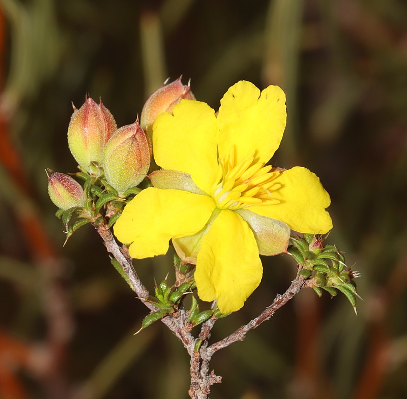 Hibbertia arcuata photo 3