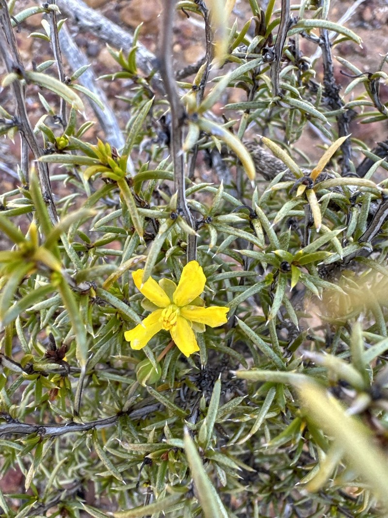 Hibbertia arcuata photo 4
