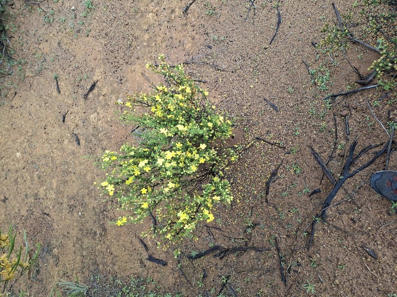 Hibbertia arcuata photo 5