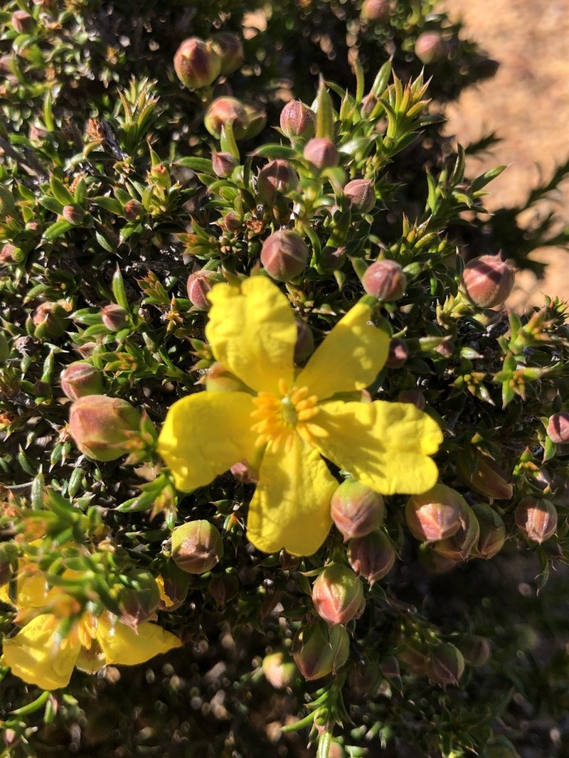 Hibbertia arcuata photo 6