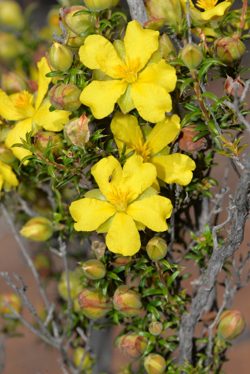 Hibbertia arcuata photo 7
