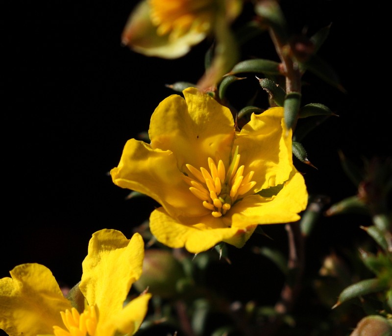 Hibbertia arcuata photo 8