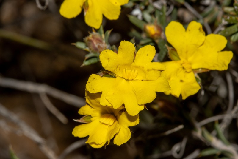 Hibbertia arenicola photo 2