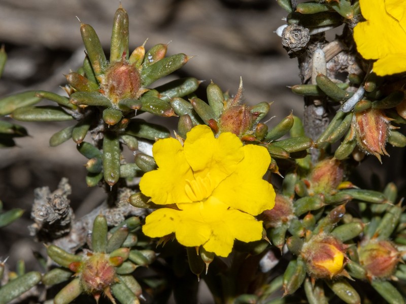 Hibbertia arenicola